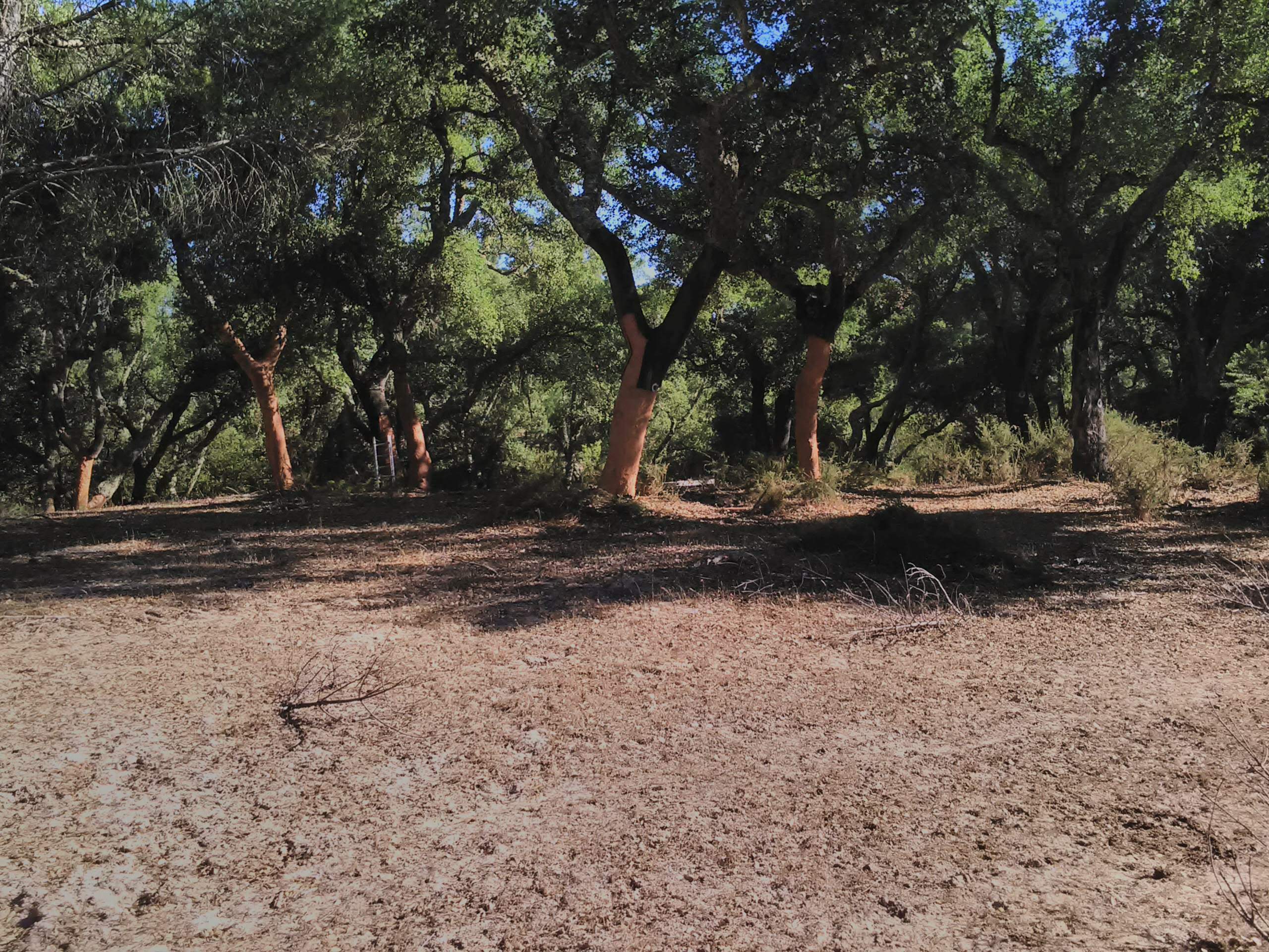 Herdade do Pinheiro — sobral alentejano